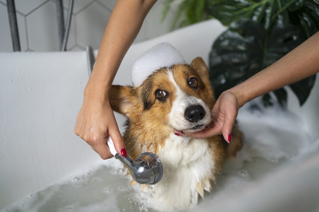 Professional Mobile Pet Grooming Services in Dubai