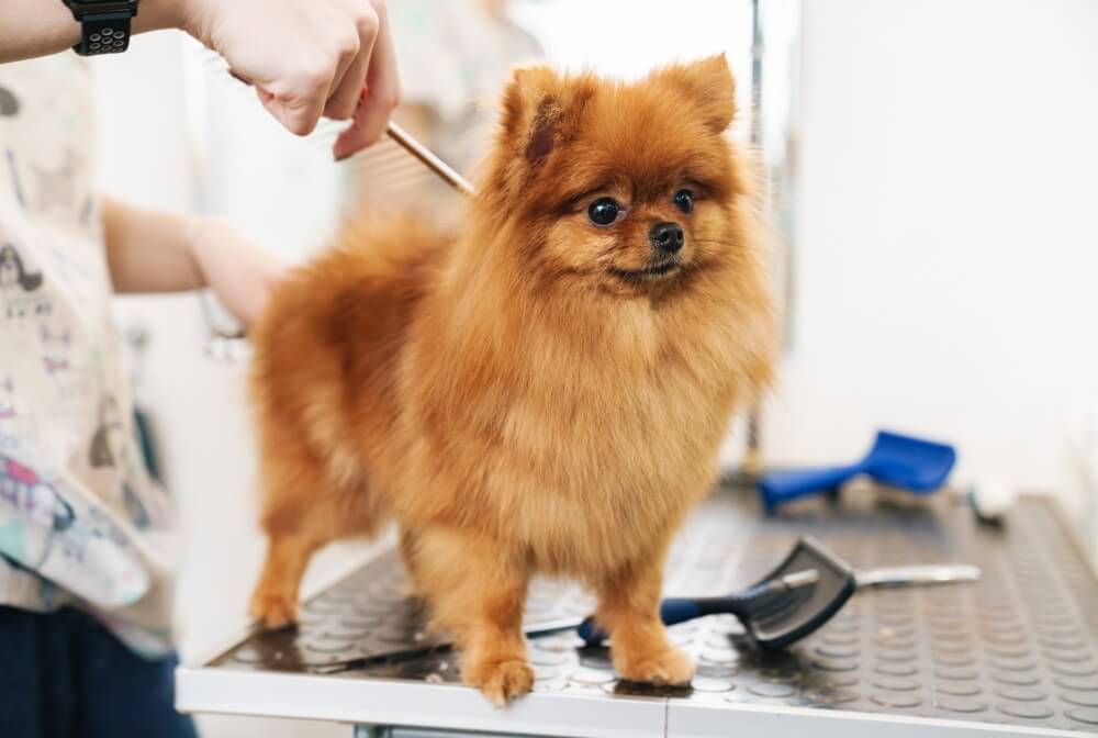 Professional Dog Grooming in Abu Dhabi