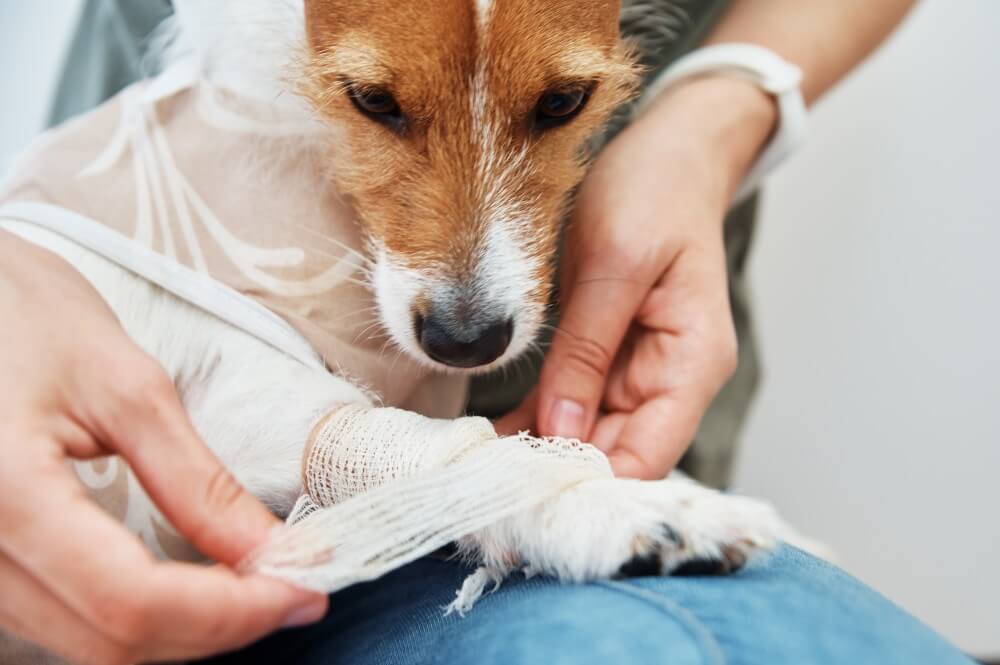 Gentle Wound Treatment for Pets