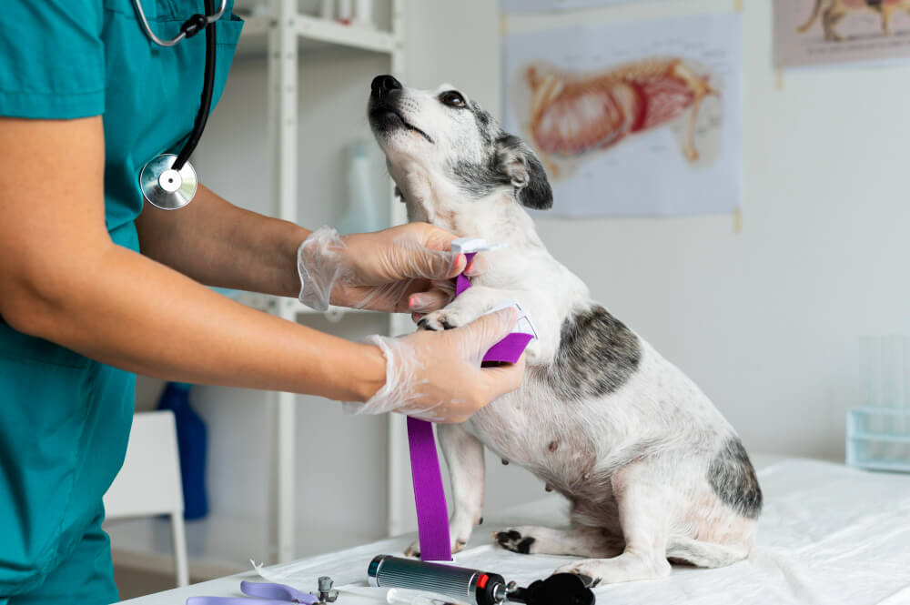 Gentle Pet Wound Care and Healing